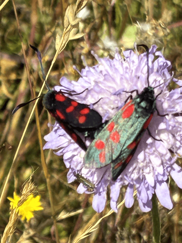butterflies photo from environmental sciences field trip