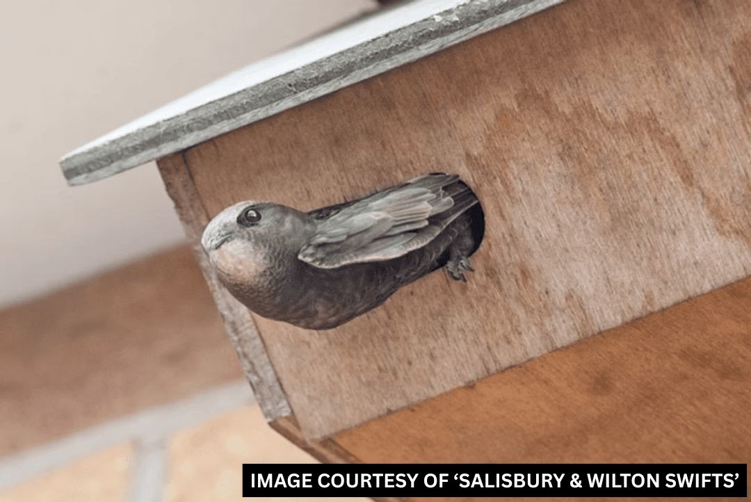 A nesting swift
