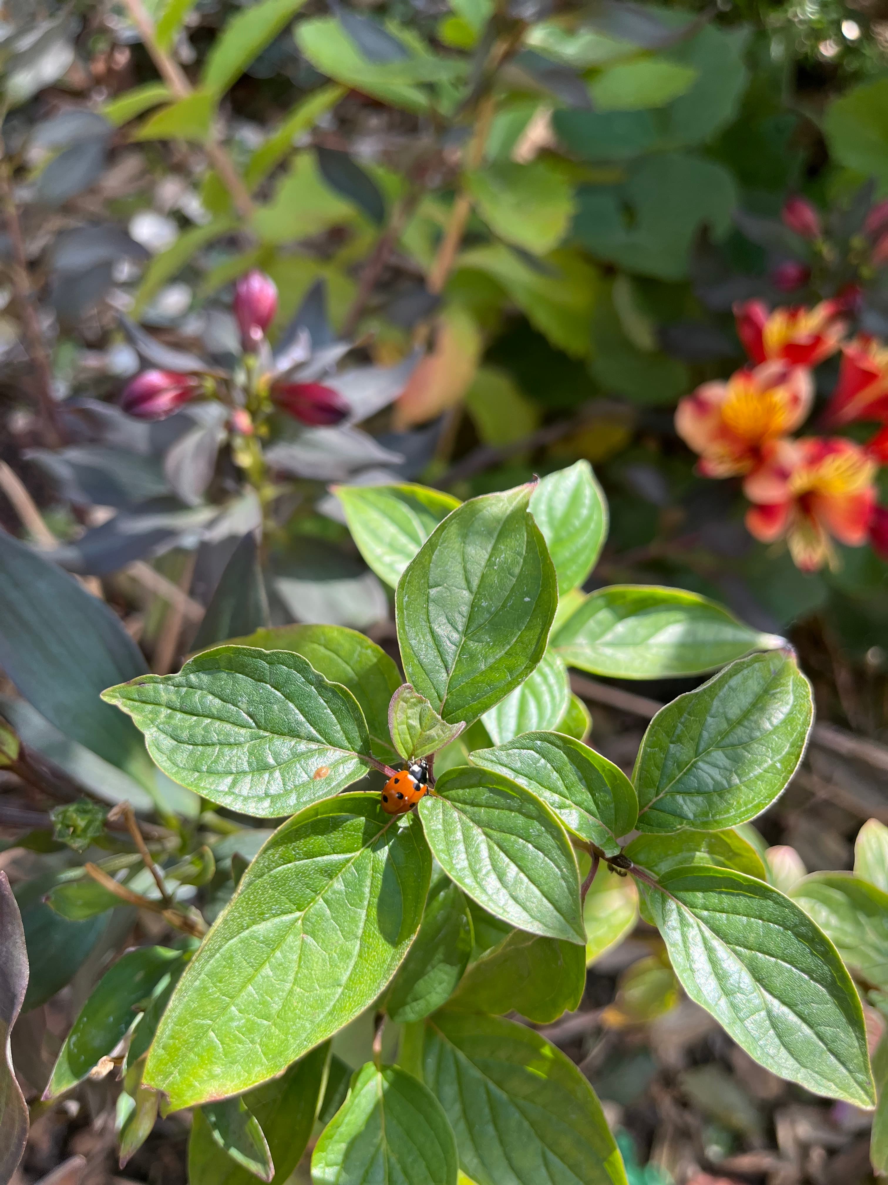 A thriving dogwood plant enjoyed by a ladybird. Student Aaron Forrester led a planting scheme that saw 50 dogwood plants introduced to create bushy habitats.